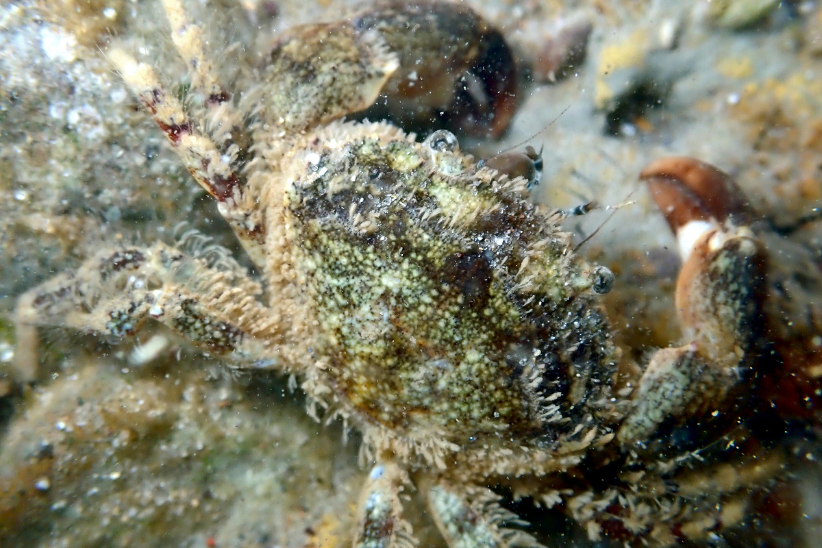 Pilumnopeus serratifrons - Smooth-Handed Crab
