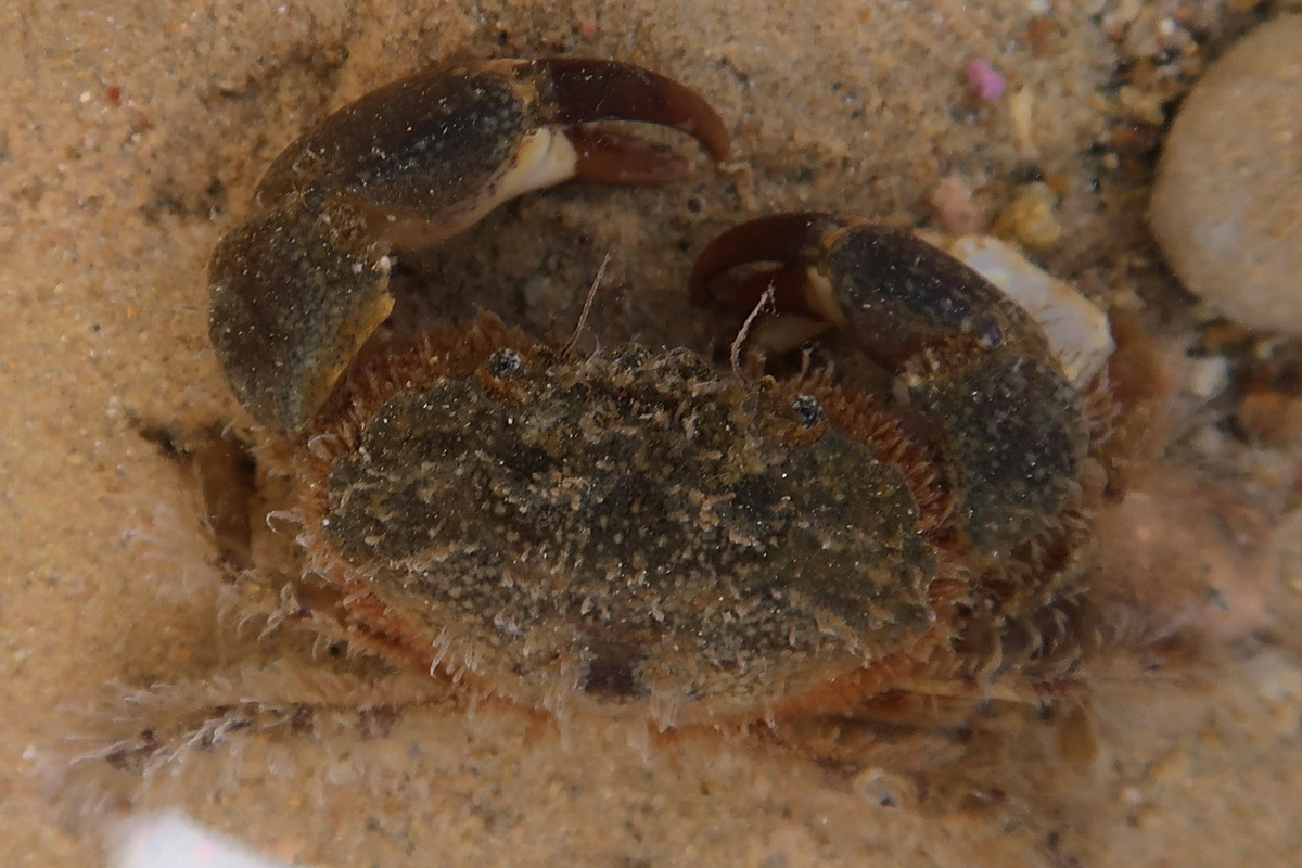 Pilumnopeus serratifrons - Smooth-Handed Crab
