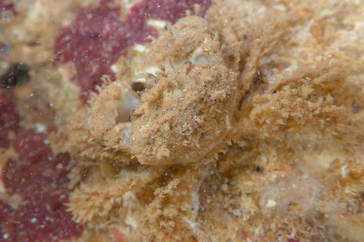 Pilumnus monilifera - Bearded Hairy Crab
