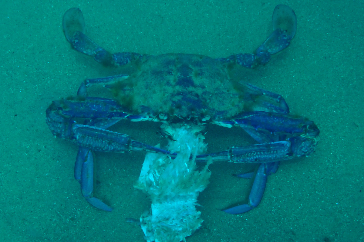 Portunus armatus - Blue Swimmer Crab