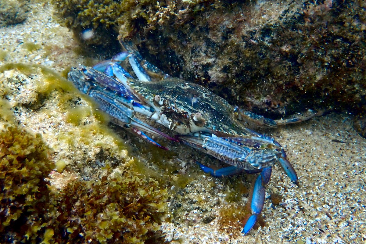 Portunus armatus - Blue Swimmer Crab
