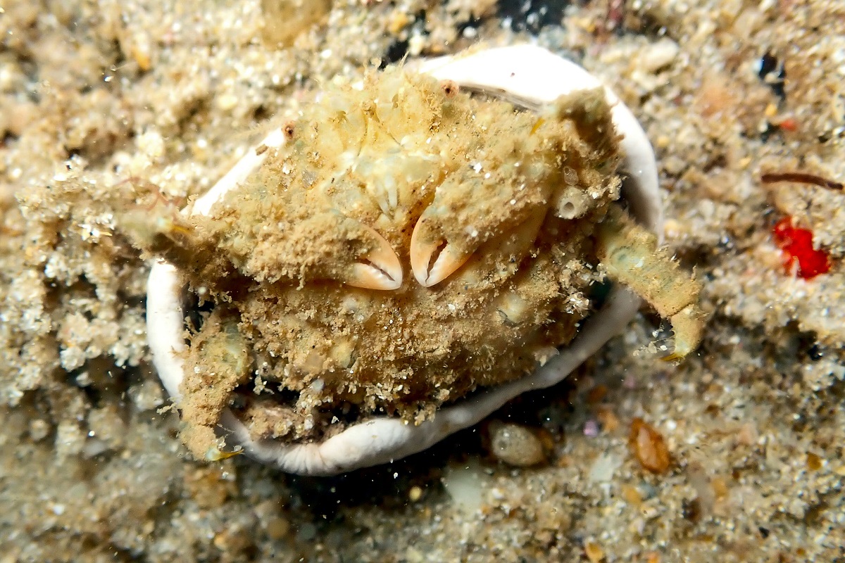 Stimdromia lateralis - Ridged Sponge Crab
