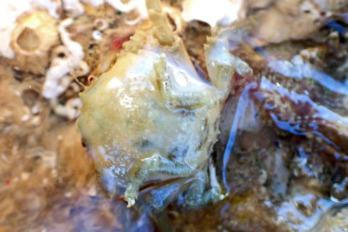 Stimdromia lateralis - Ridged Sponge Crab