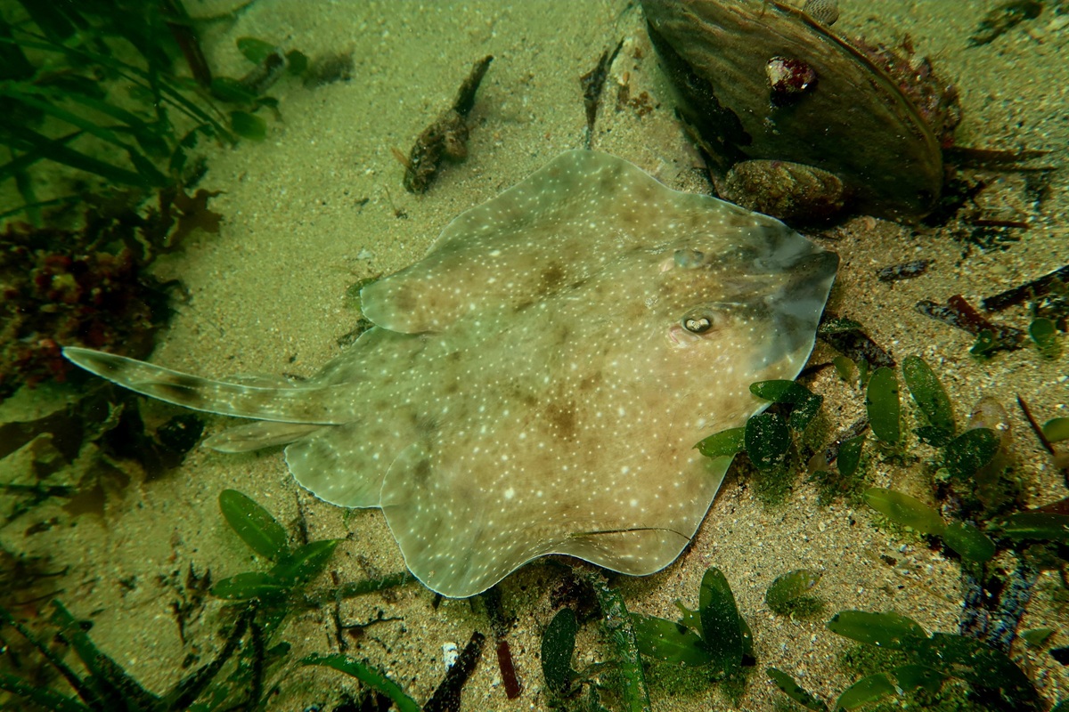 Dentiraja flindersi - Pygmy Thornback Skate