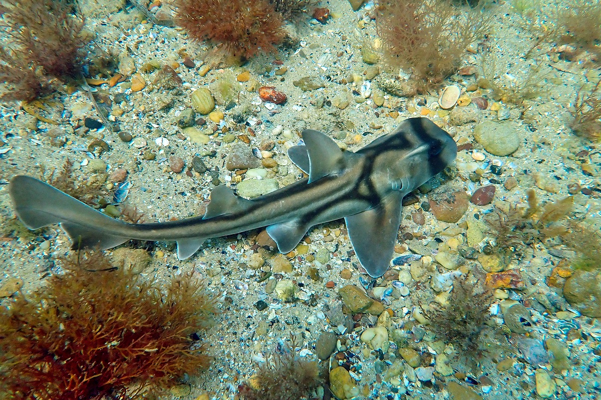 Heterodontus portusjacksoni - Port Jackson Shark
