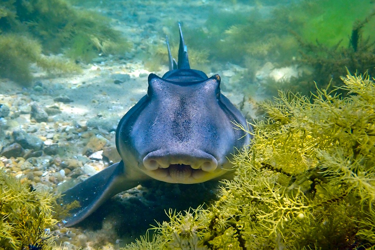 Heterodontus portusjacksoni - Port Jackson Shark