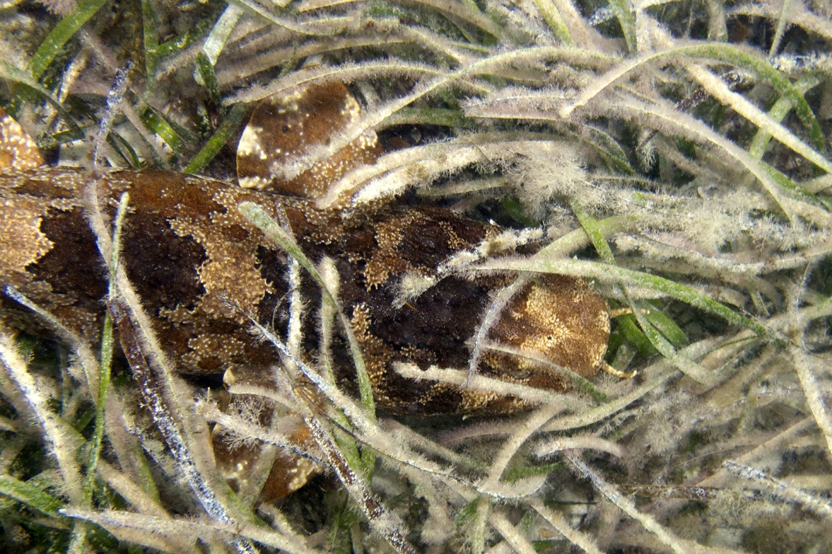 Sutorectus tentaculatus - Cobbler Wobbegong