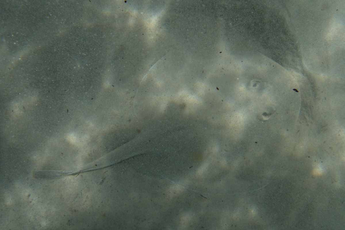 Trygonoptera mucosa - Western Shovelnose Stingaree