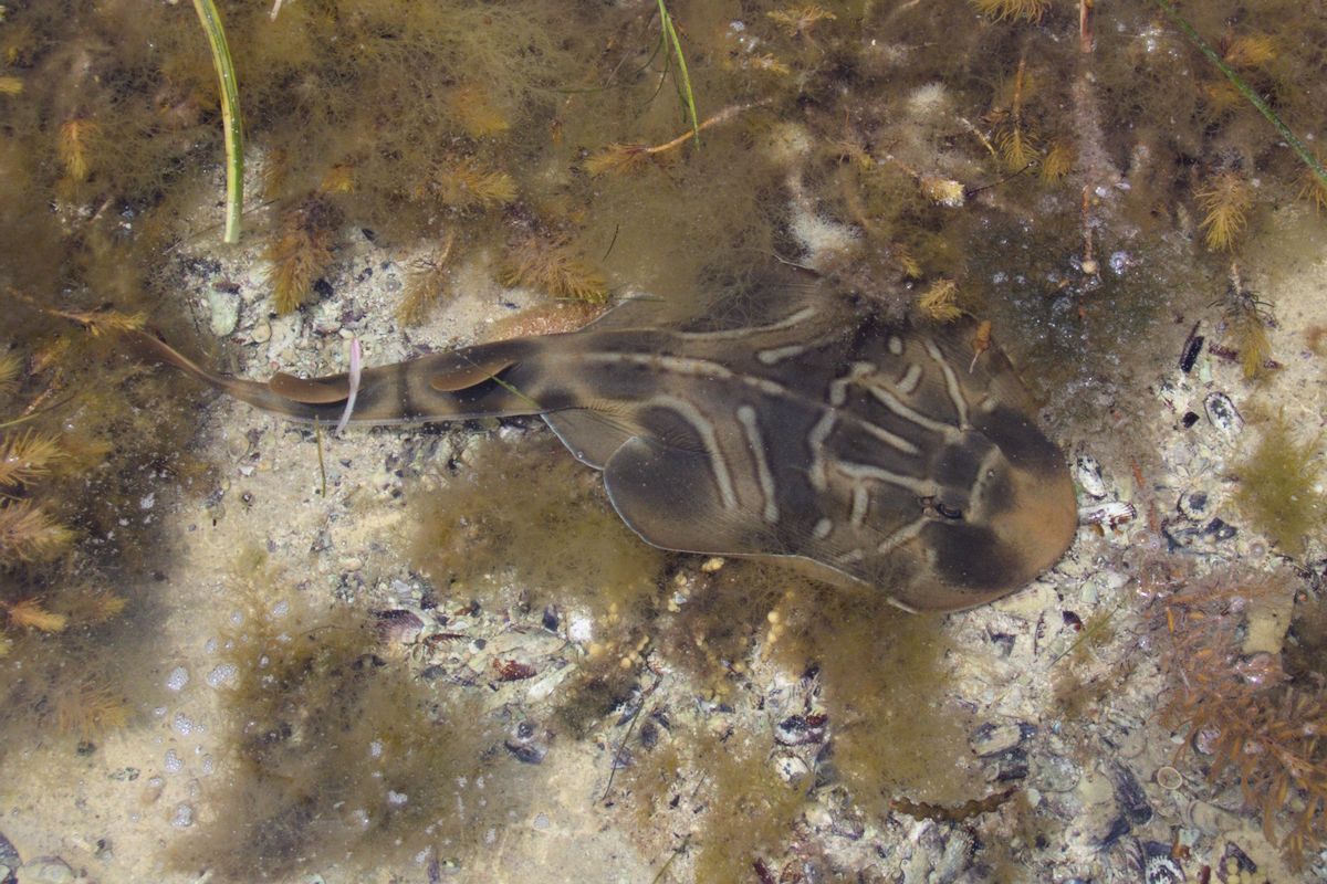 Trygonorrhina dumerilii - Southern Fiddler Ray