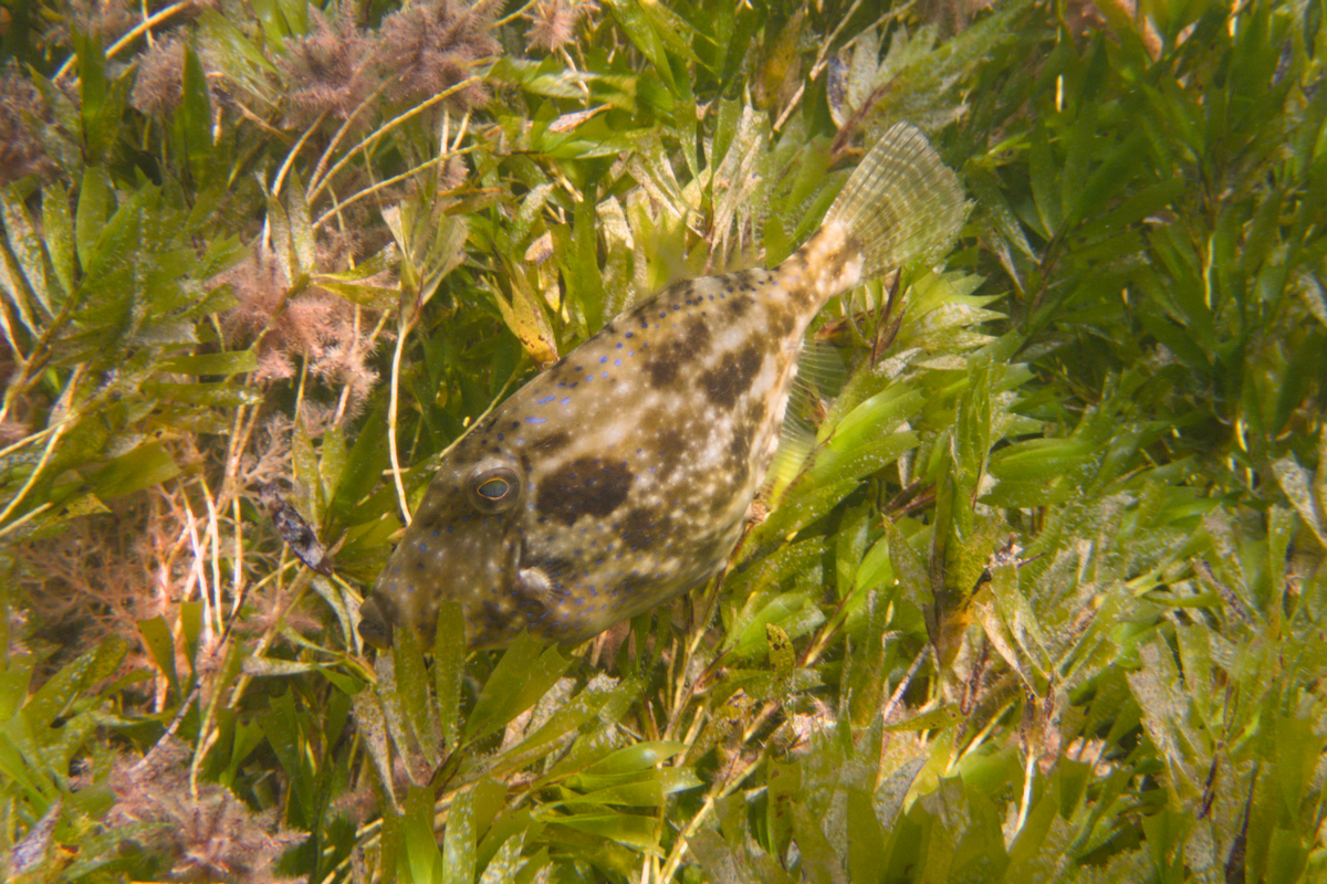 Acanthaluteres brownii - Spinytail Leatherjacket