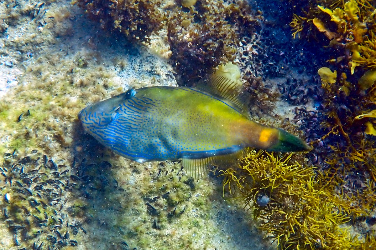 Acanthaluteres brownii - Spinytail Leatherjacket