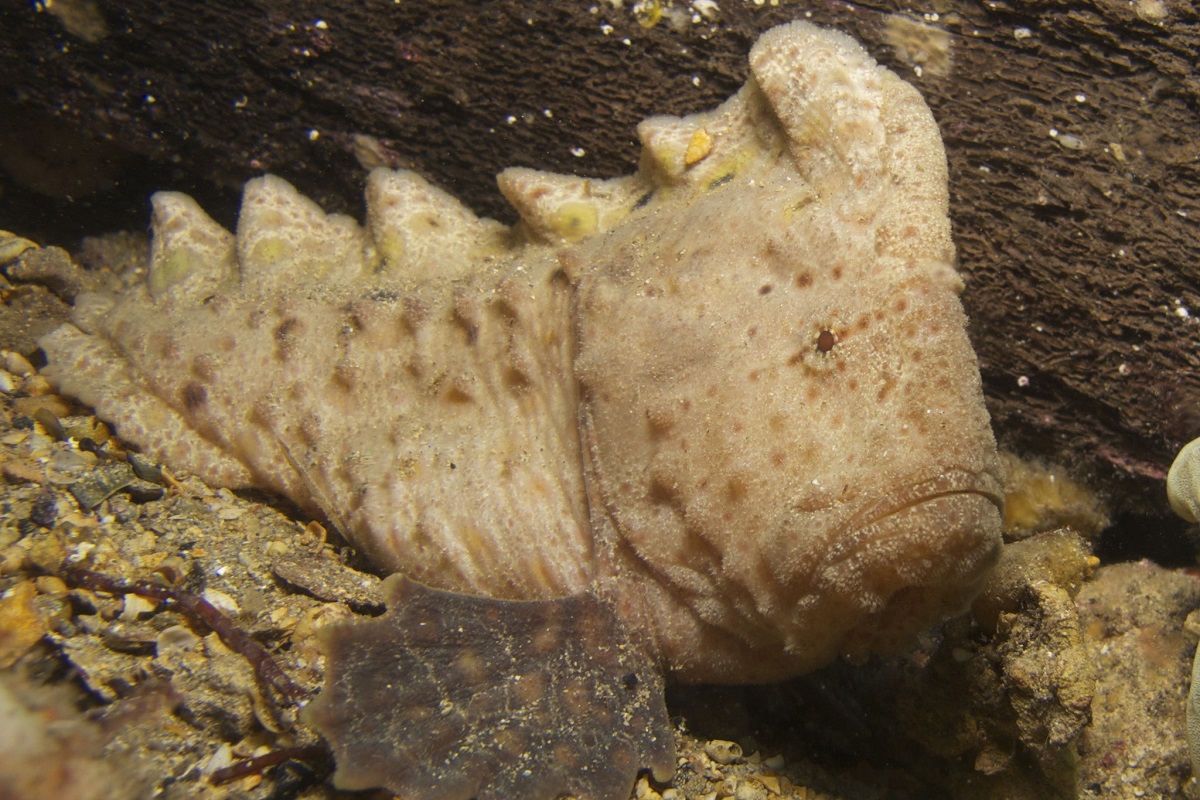 Aetapcus maculatus - Warty Prowfish (Family Pataecidae)