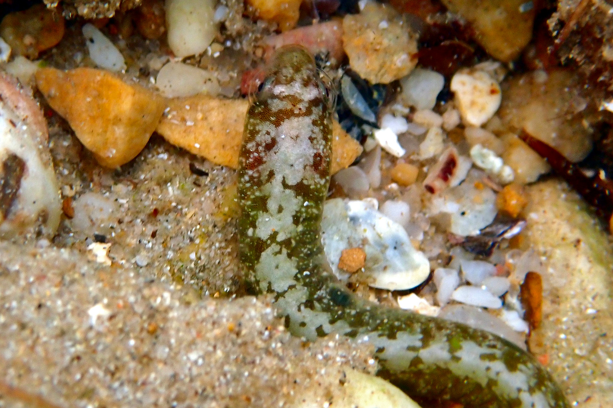 Alabes dorsalis - Common Shore Eel