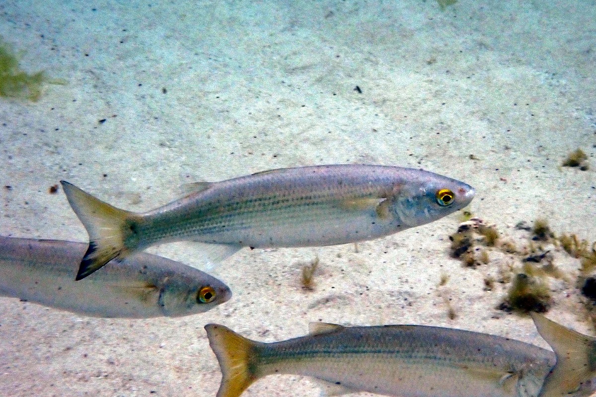 Aldrichetta forsteri - Yelloweye Mullet