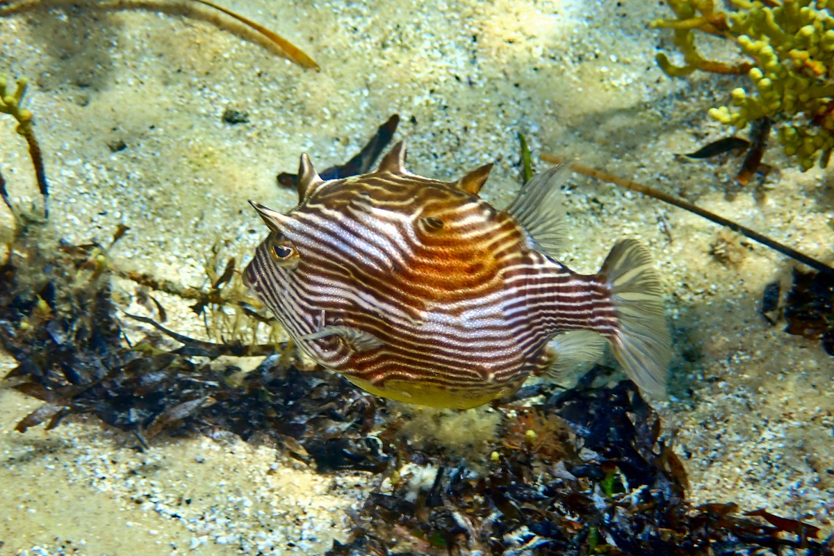Temparate Boxfishes (Family Aracanidae)