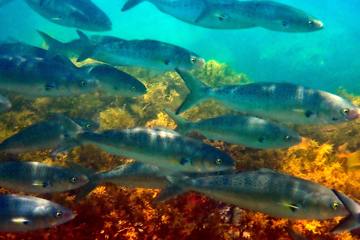 Arripis truttaceus - Western Australian Salmon