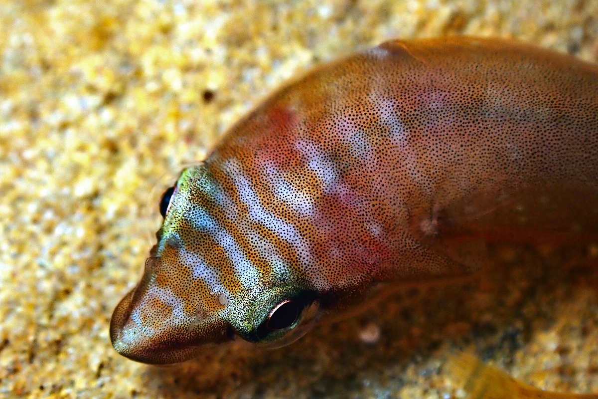Aspasmogaster tasmaniensis - Tasmanian Clingfish