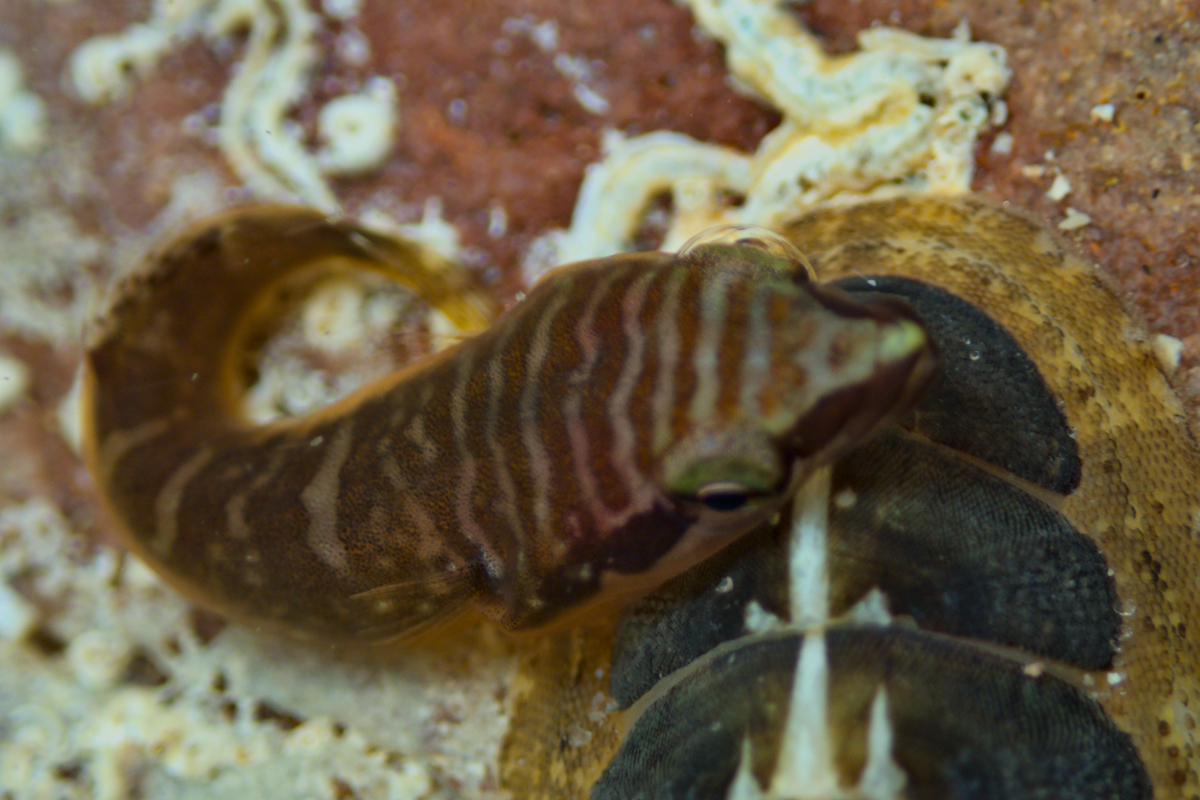 Aspasmogaster tasmaniensis - Tasmanian Clingfish