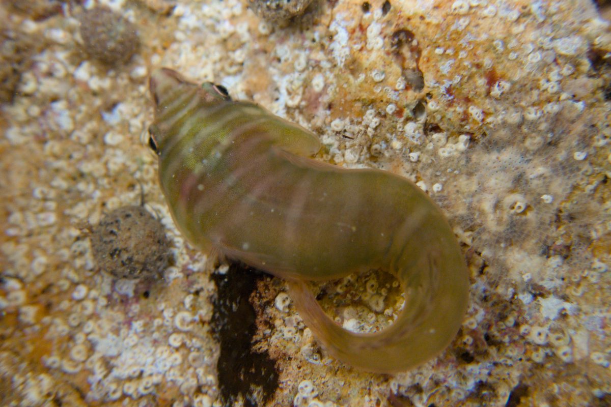 Aspasmogaster tasmaniensis - Tasmanian Clingfish