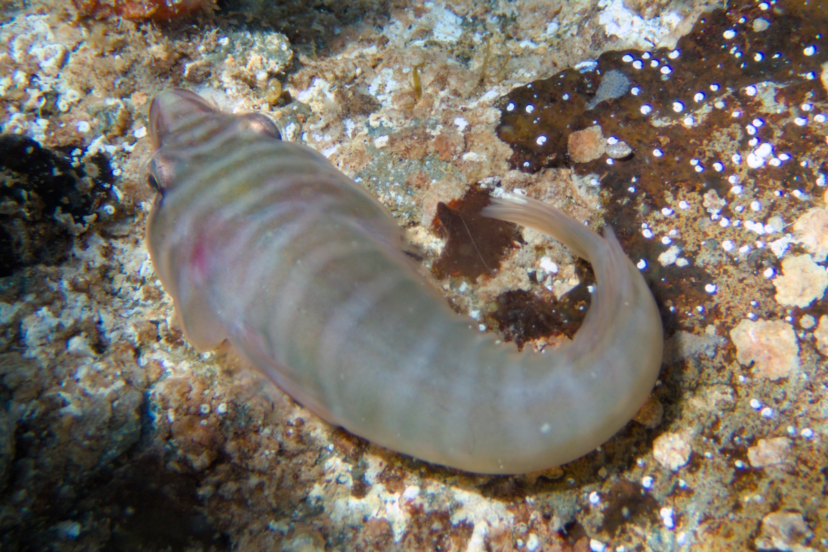 Aspasmogaster tasmaniensis - Tasmanian Clingfish