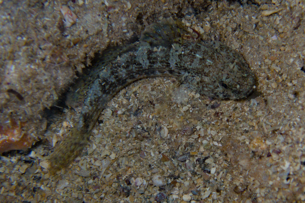 Bathygobius kreffti - Krefft's Frillgoby
