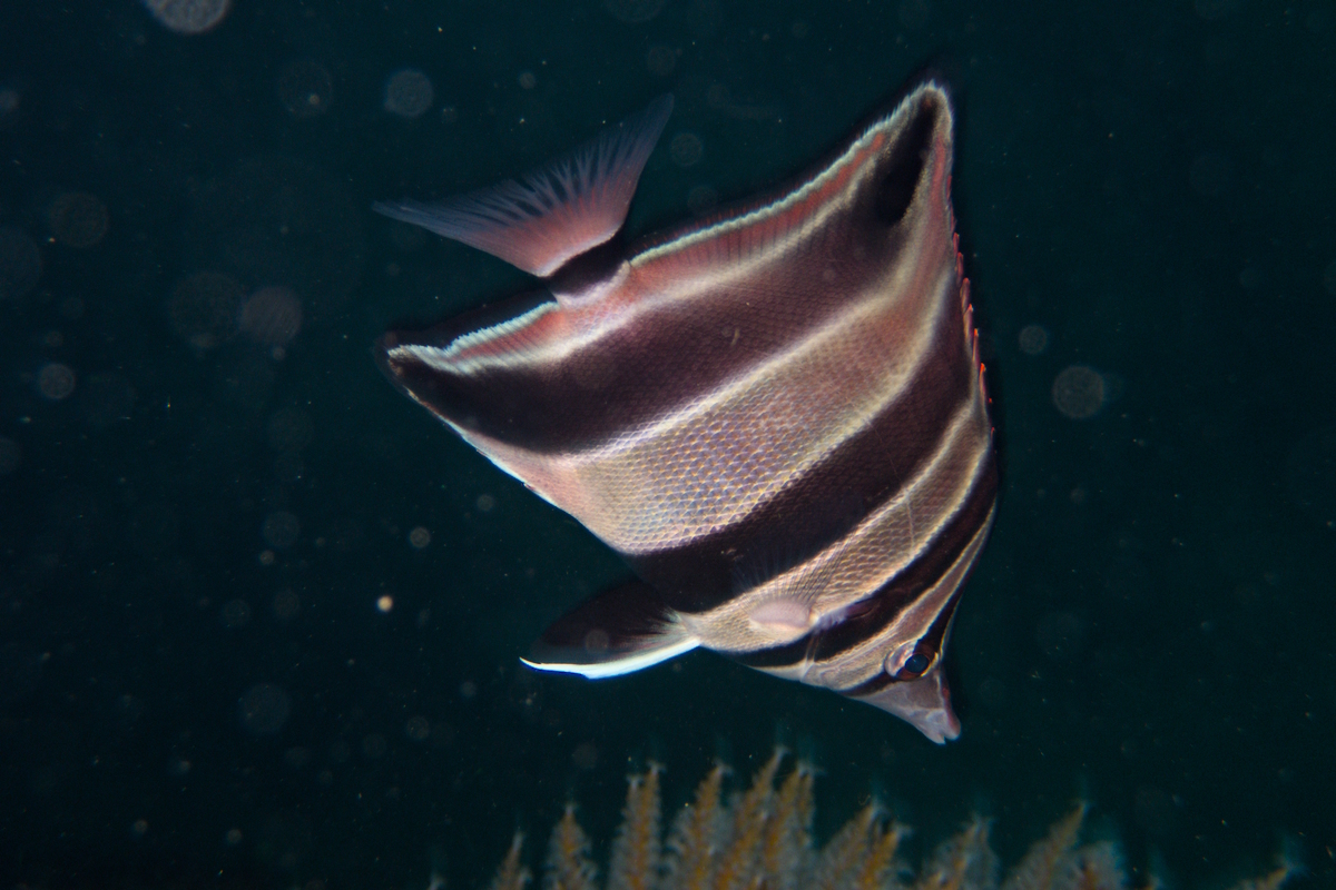 Chelmonops curiosus - Western Talma (Family Chaetodontidae)