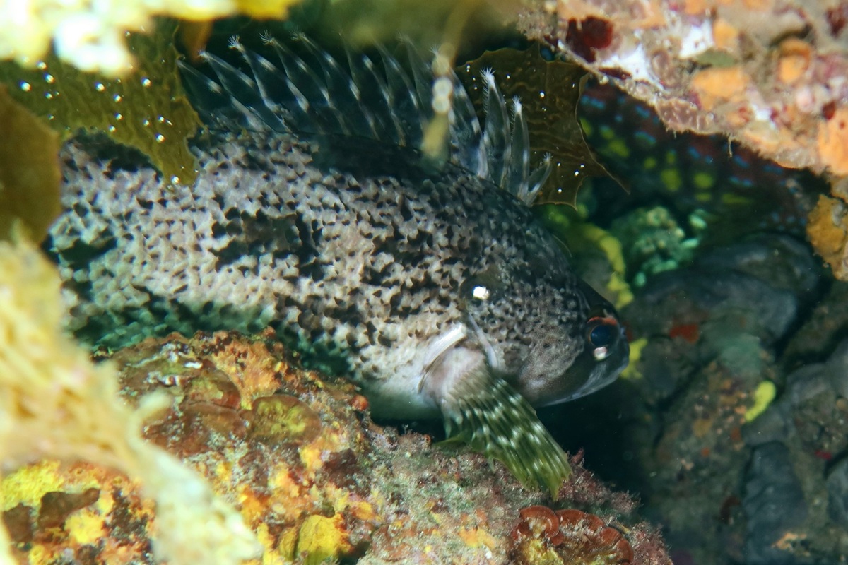 Chironemus maculosus - Silver Spot (Family Chironemidae)