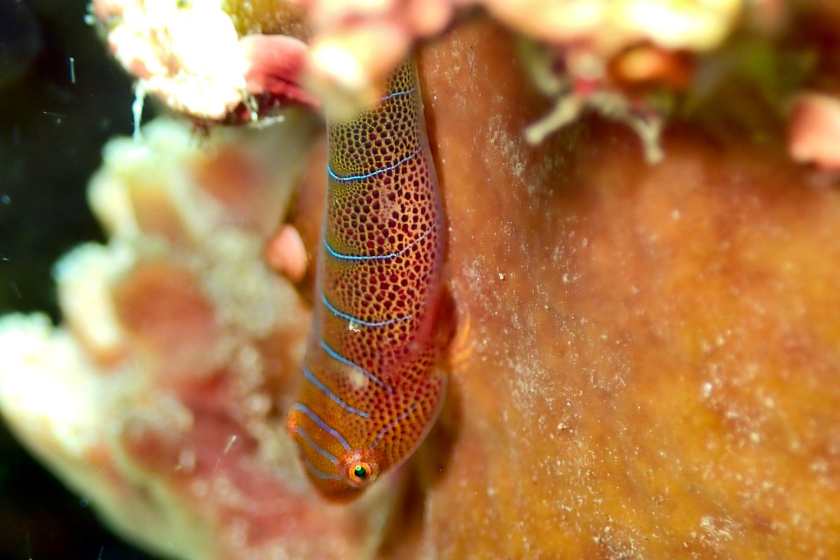Cochleoceps bicolor - Western Cleaner Clingfish