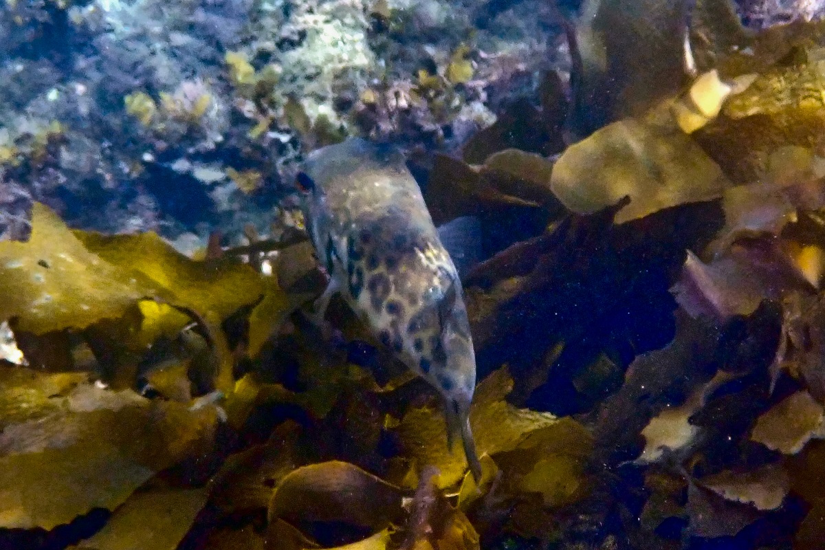 Contusus brevicaudus - Prickly Toadfish