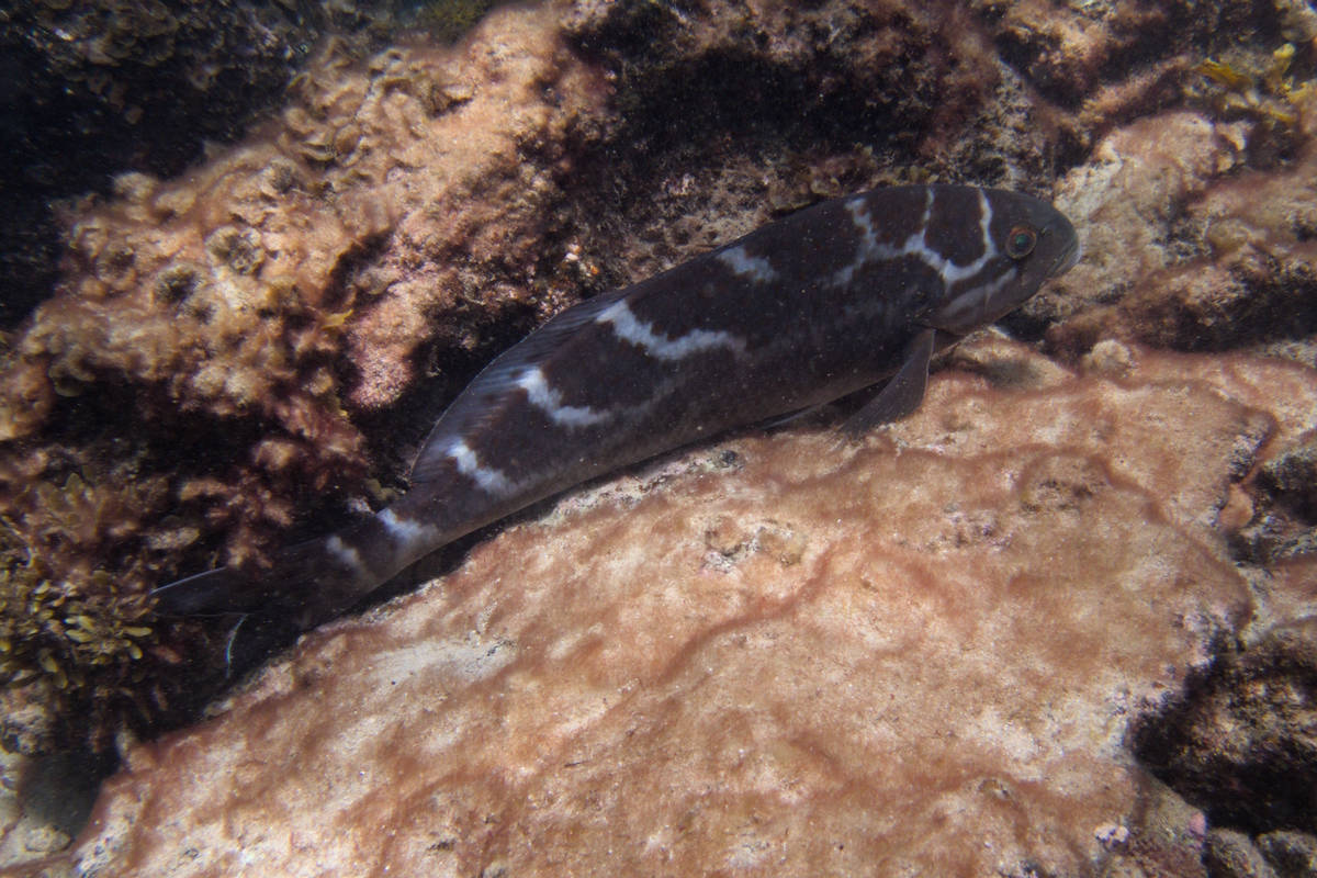 Dactylophora nigricans - Dusky Morwong