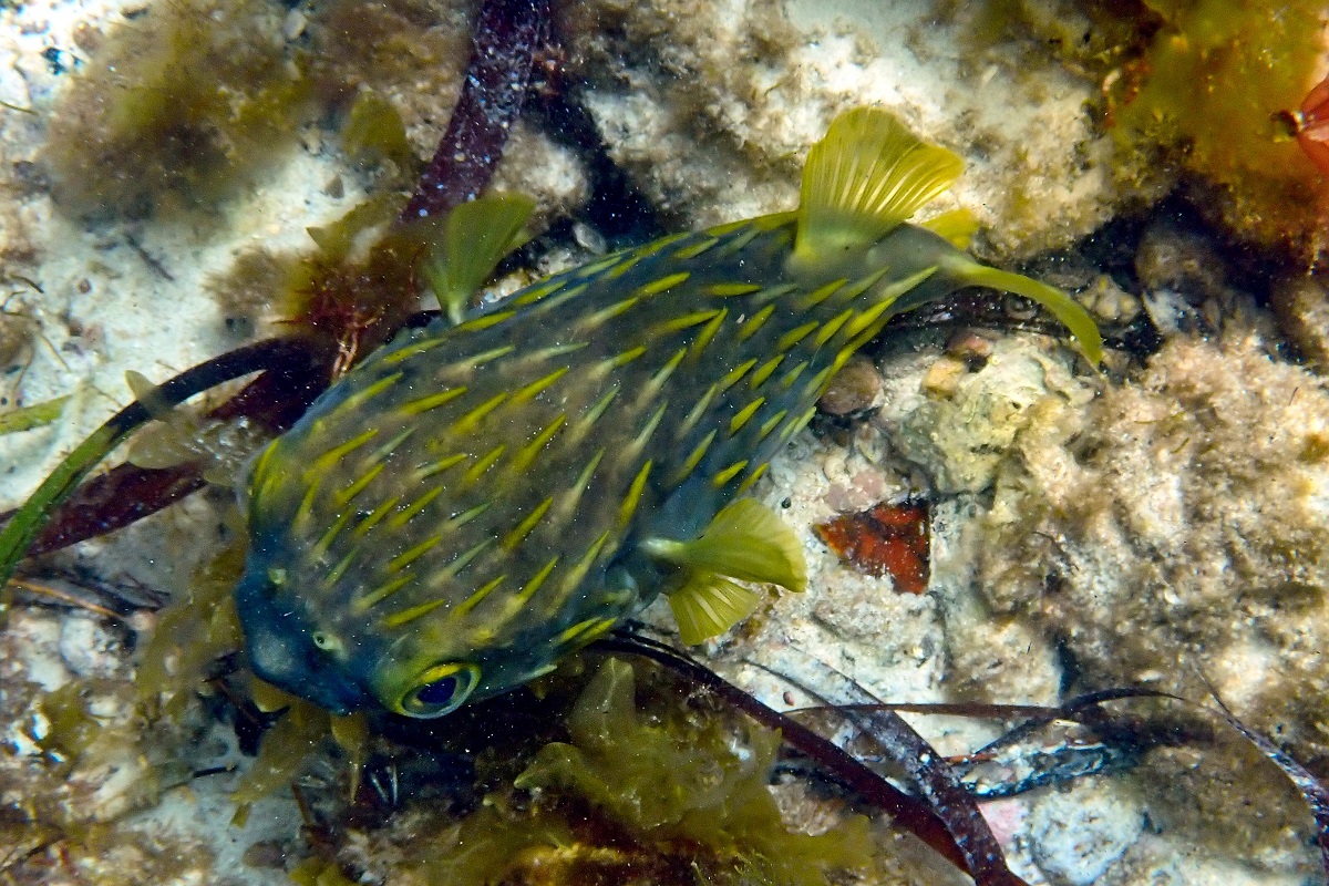 Diodon nicthemerus - Globefish (Family Diotontidae)