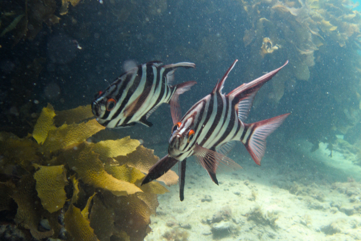 Enoplosus armatus - Old Wife (Family Enoplosidae)
