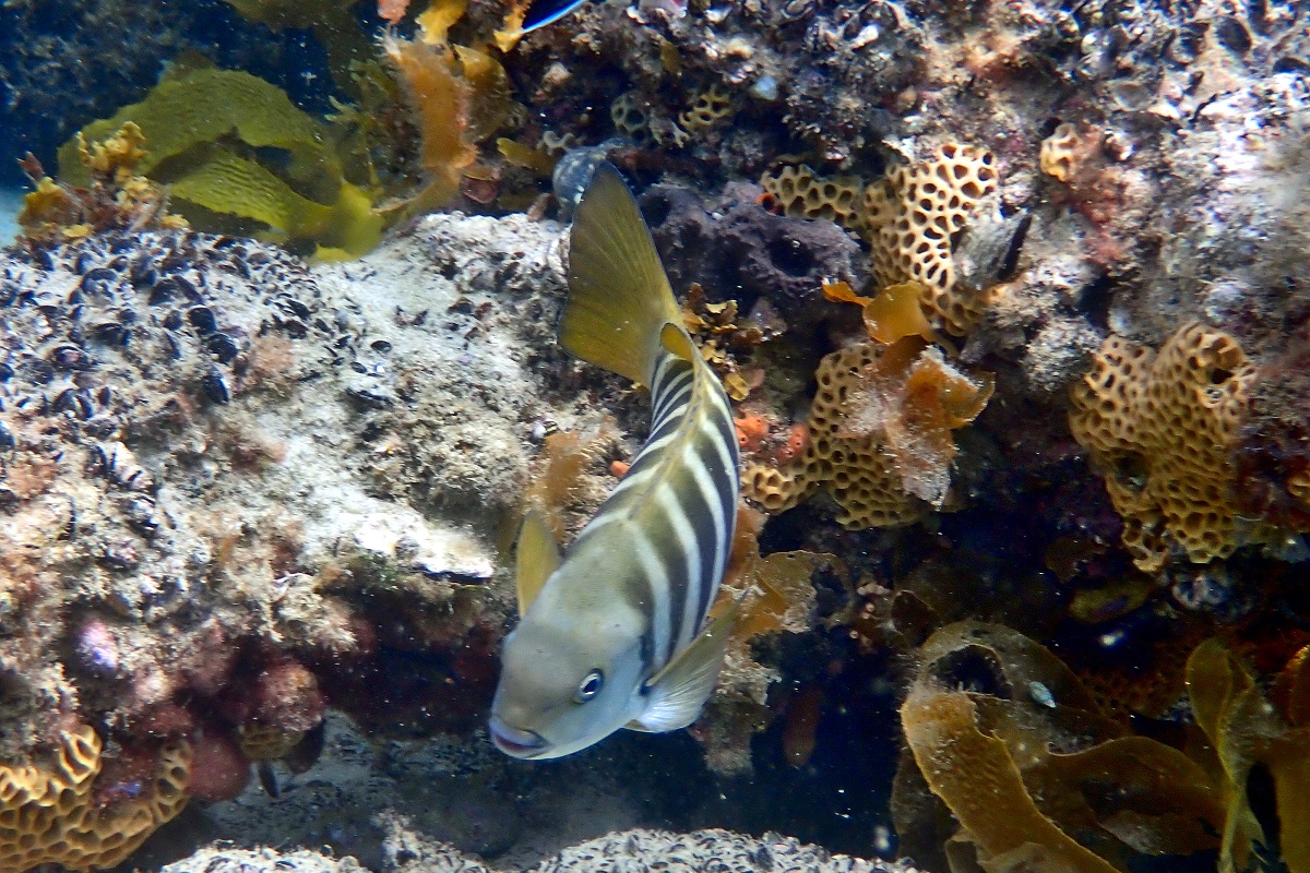 Girella zebra - Zebrafish (Family Girellidae)