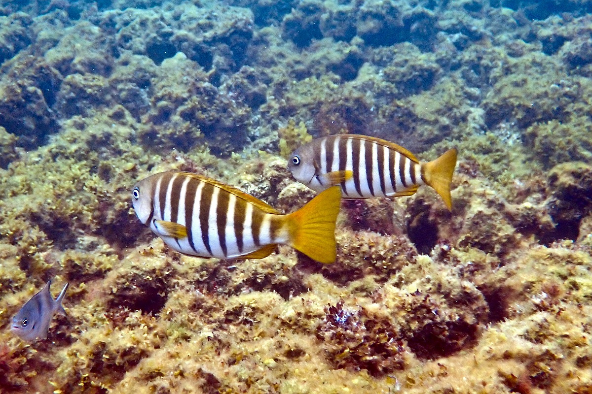 Girella zebra - Zebrafish (Family Girellidae)