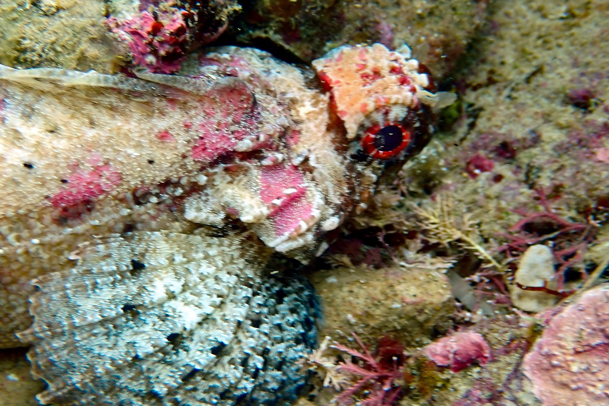 Glyptauchen panduratus - Goblinfish (Family Tetrarogidae)