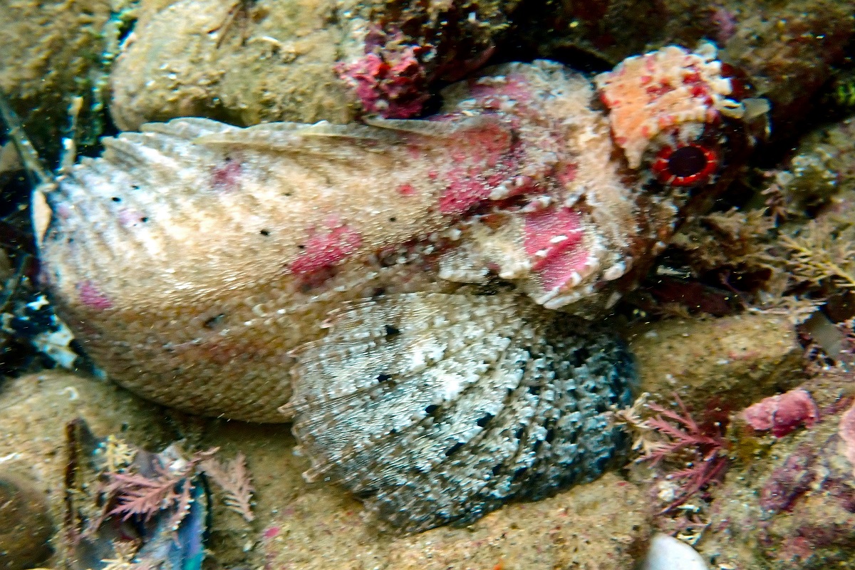 Glyptauchen panduratus - Goblinfish (Family Tetrarogidae)