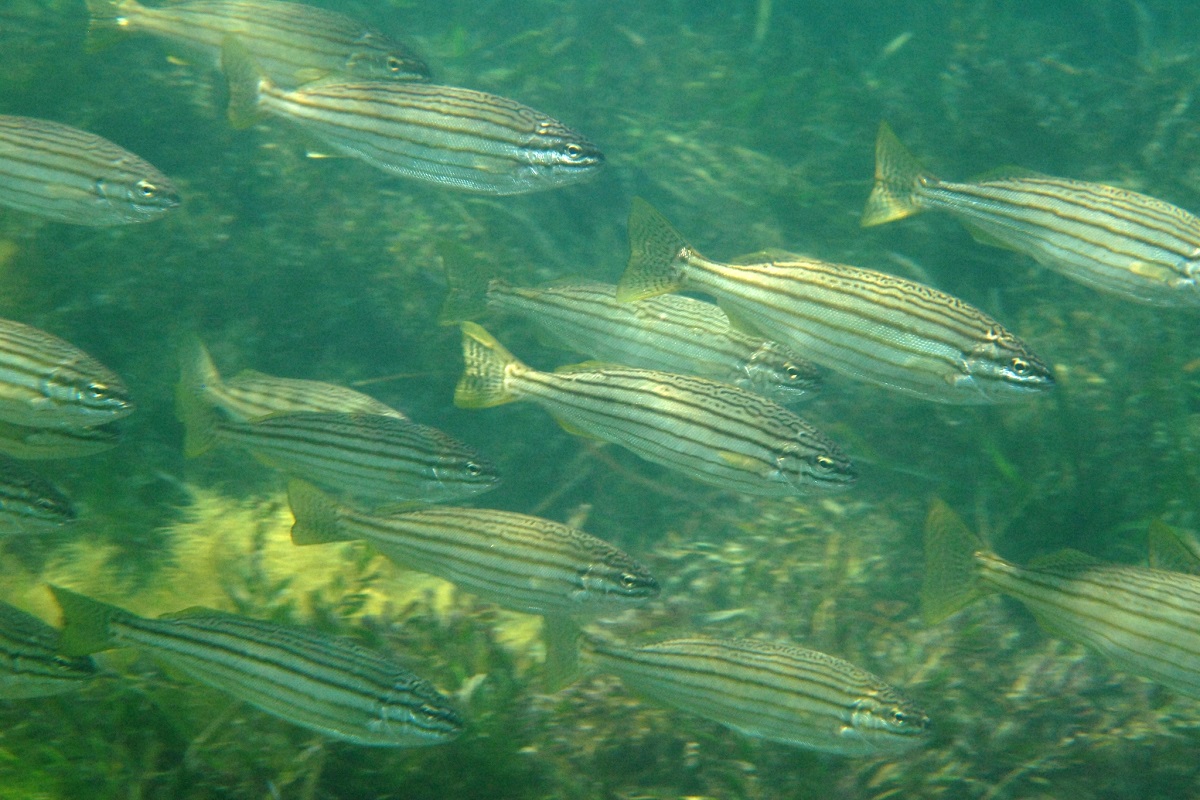 Helotes octolineatus - Western Striped Grunter (Family Terapontidae)