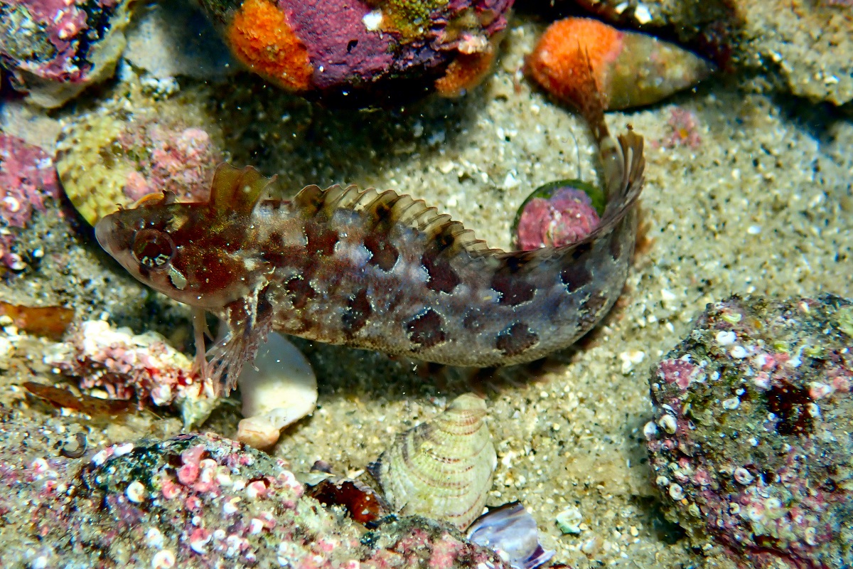 Heteroclinus heptaeolus - Ogilby's Weedfish