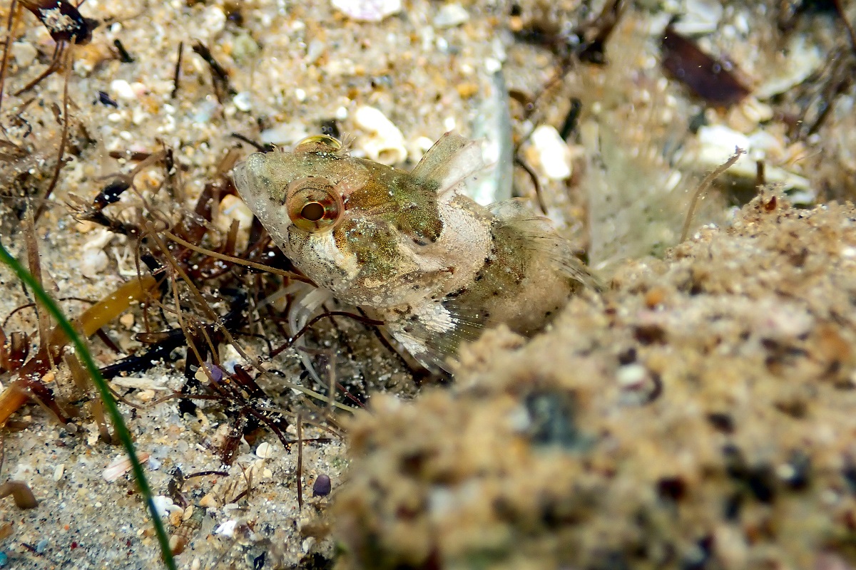 Heteroclinus perspicillatus - Common Weedfish