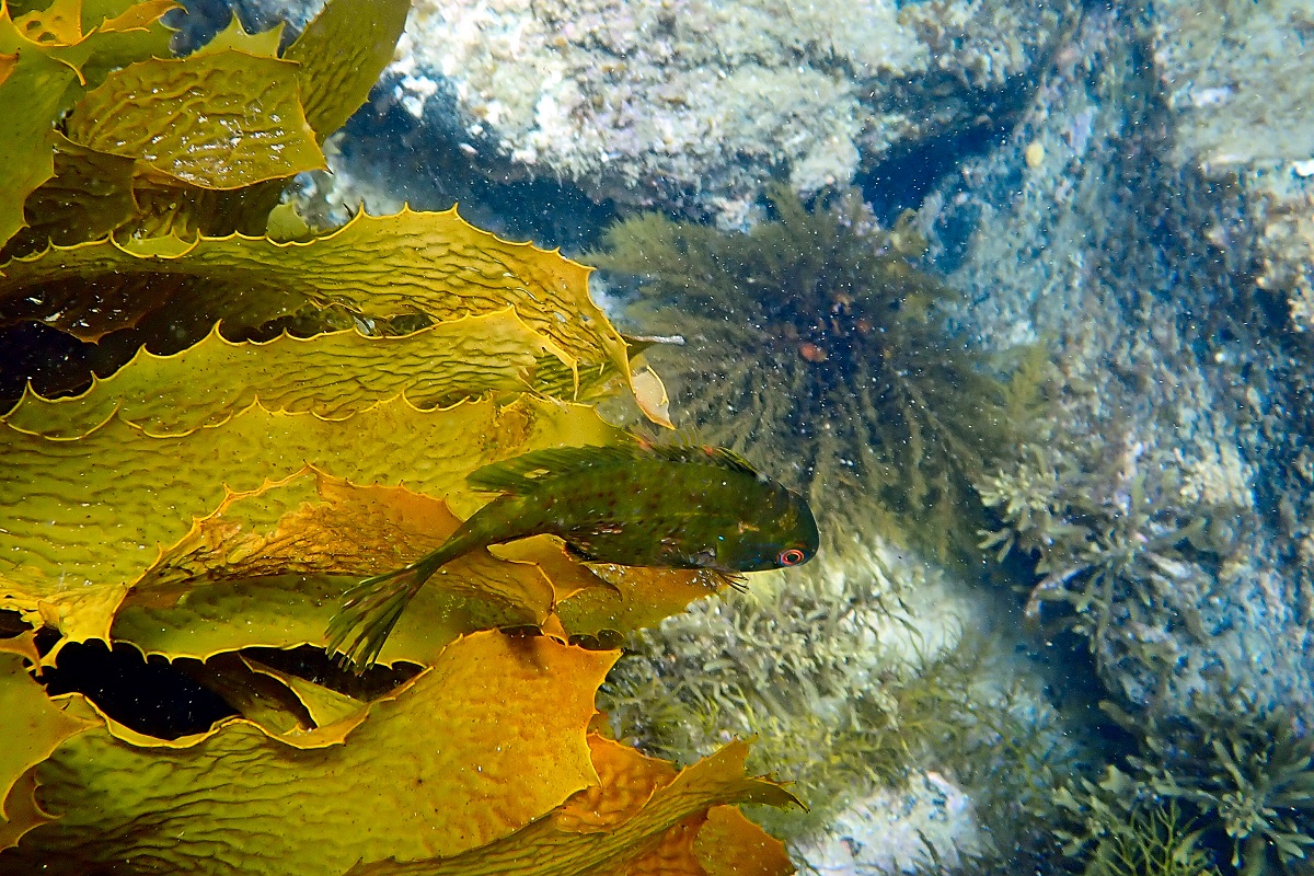 Heteroscarus acroptilus - Rainbow Cale