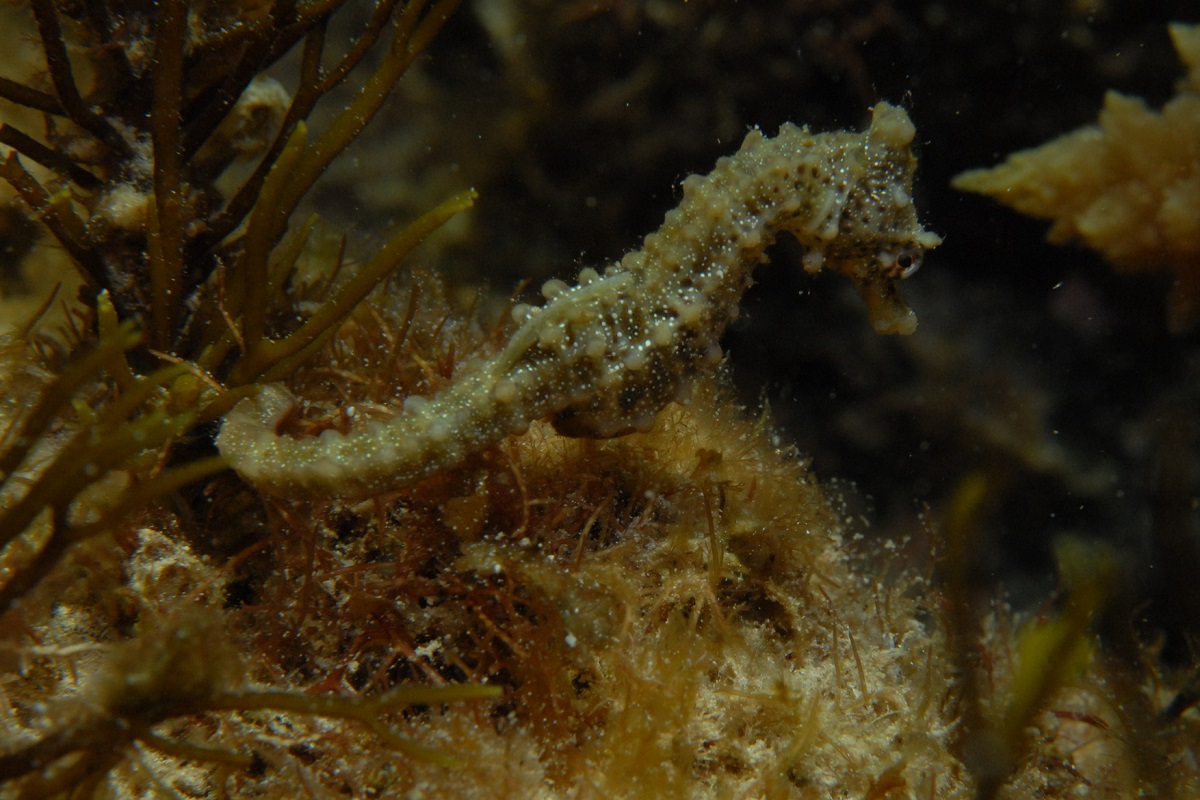 Hippocampus breviceps - Shorthead Seahorse
