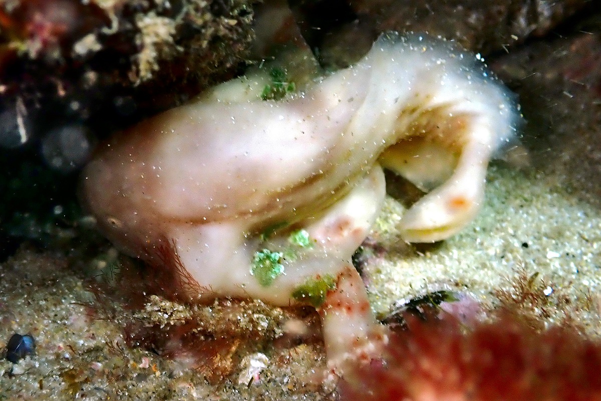 Histiophryne narungga - Rodless Anglerfish