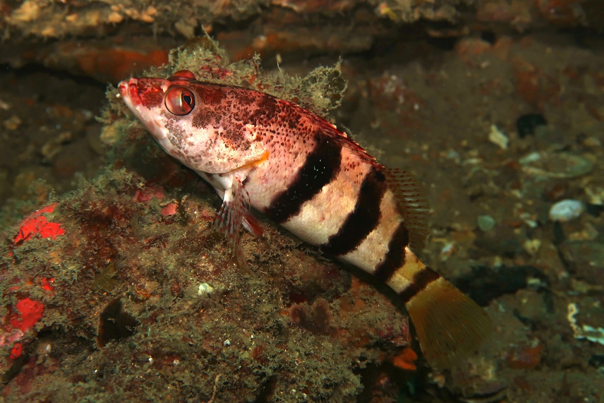 Hypoplectrodes nigroruber - Banded Seaperch