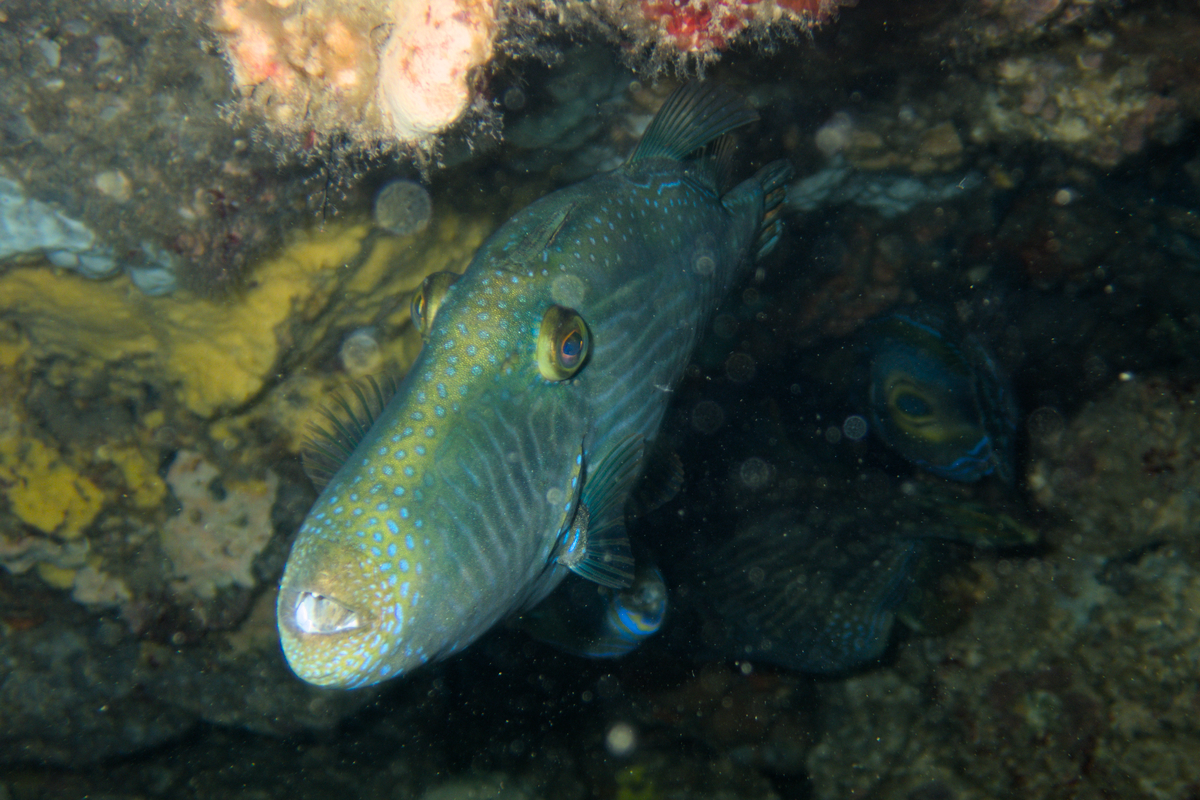 Meuschenia galii - Bluelined Leatherjacket