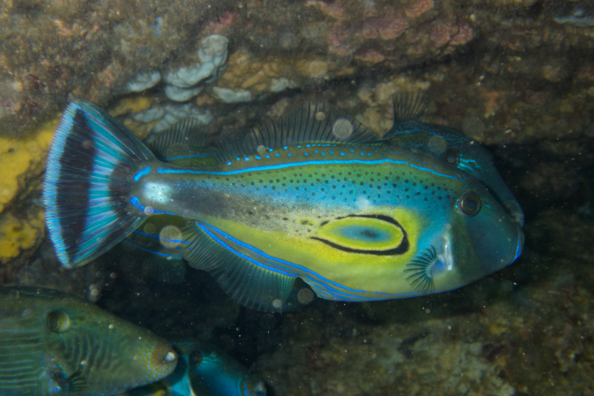 Meuschenia hippocrepis - Horseshoe Leatherjacket