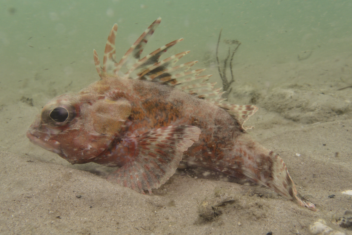 Neosebastes bougainvillii - Gulf Gurnard Perch