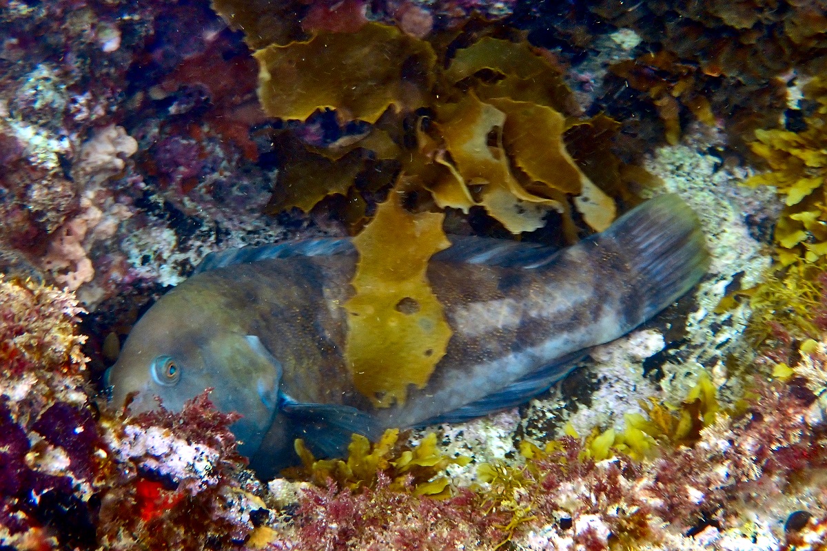 Notolabrus parilus - Brownspotted Wrasse