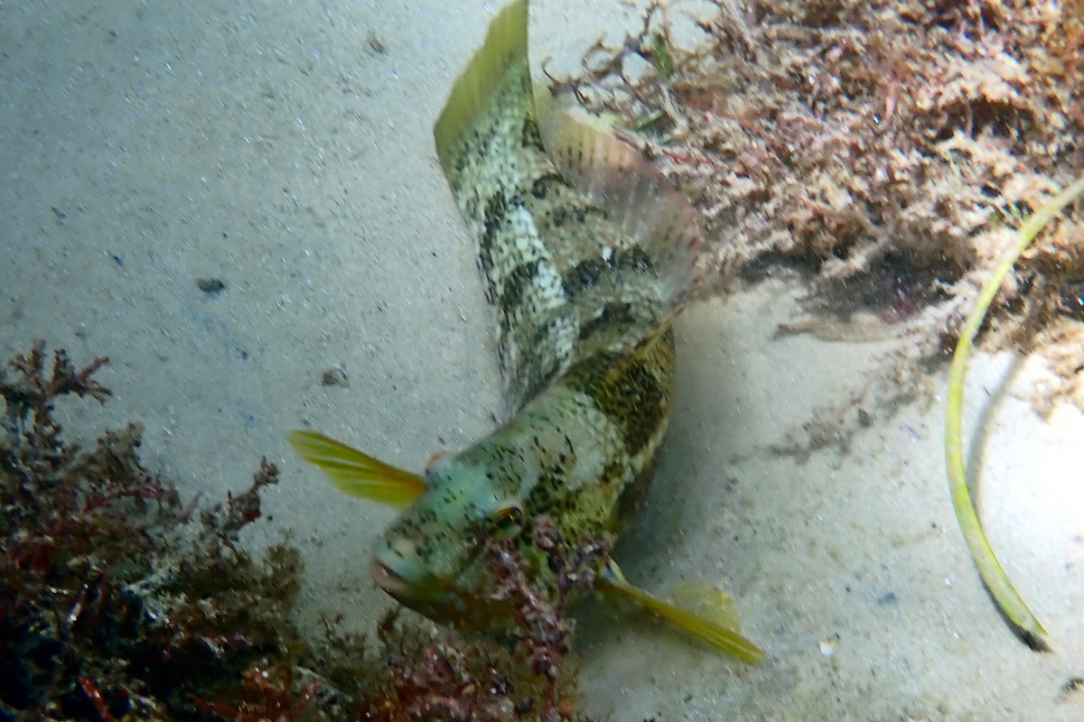 Notolabrus parilus - Brownspotted Wrasse