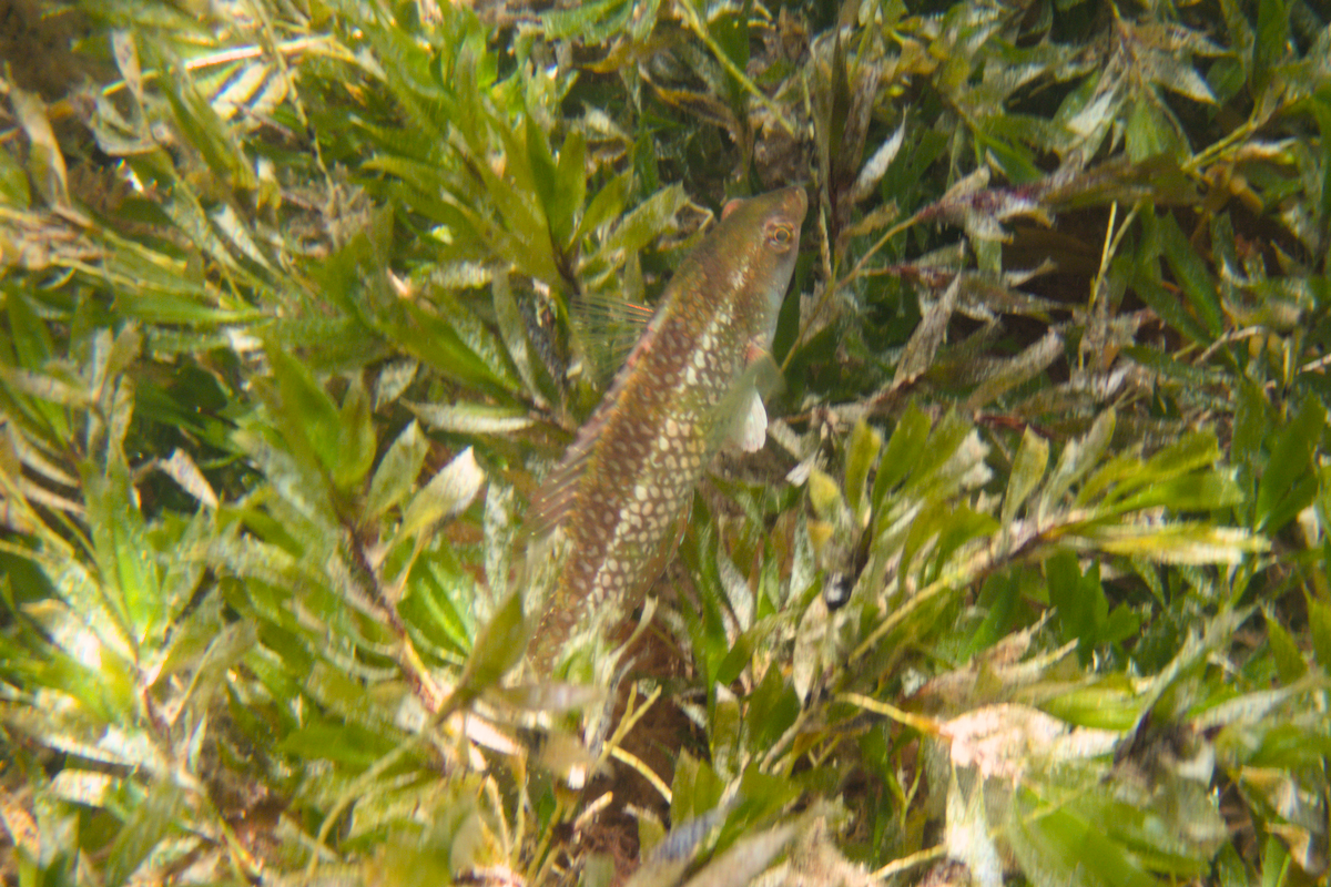 Notolabrus parilus - Brownspotted Wrasse