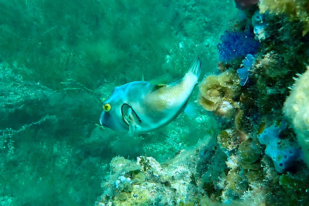 Omegophora armilla - Ringed Toadfish